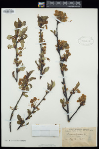 Prunus cerasus image