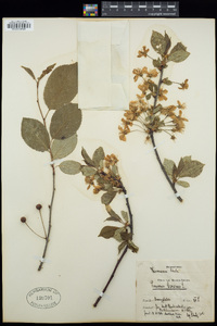 Prunus cerasus image