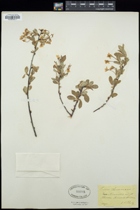 Prunus fruticosa image