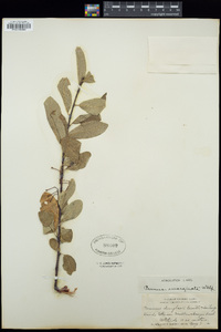 Prunus emarginata image