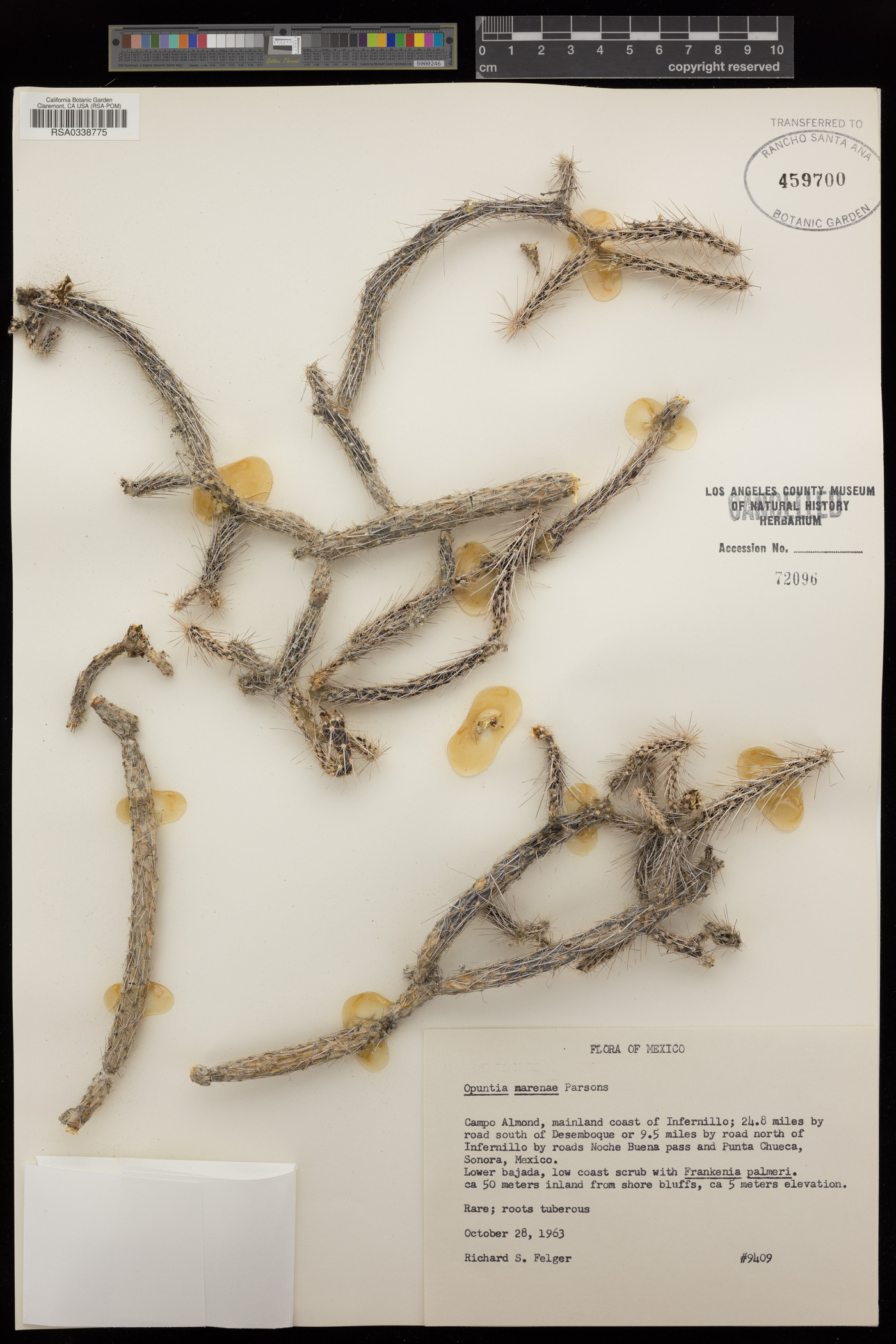 Corynopuntia marenae image