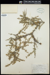 Prunus fasciculata image