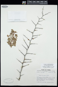Image of Prunus geniculata