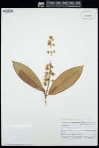 Prunus laurocerasus image