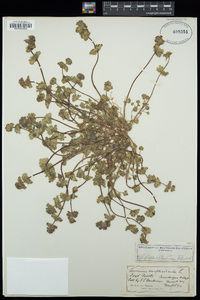 Lamium amplexicaule image