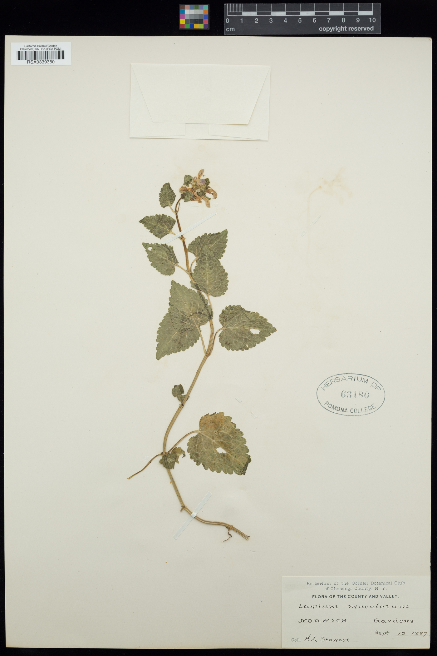 Lamium maculatum image