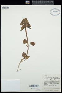 Lamium purpureum image