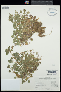 Lamium purpureum image