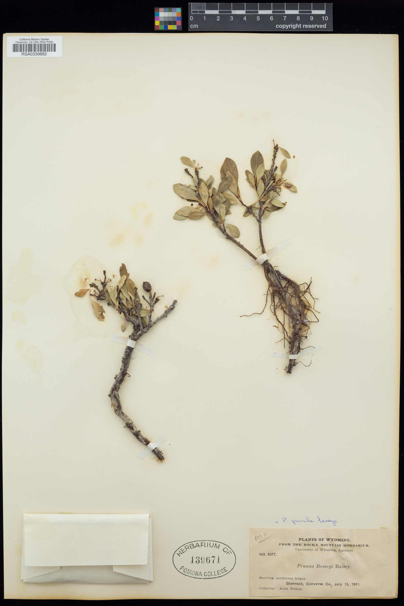 Prunus pumila subsp. besseyi image