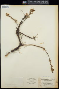 Prunus pumila subsp. besseyi image