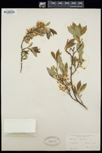 Prunus pumila image