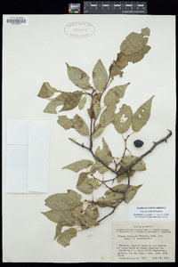 Prunus rivularis image