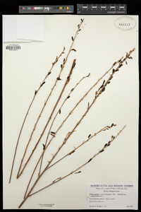 Chlorogalum pomeridianum var. pomeridianum image