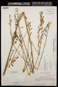 Chlorogalum pomeridianum var. pomeridianum image