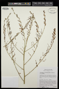 Chlorogalum pomeridianum var. pomeridianum image