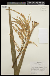 Cordyline australis image