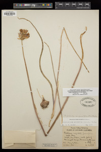 Dichelostemma capitatum subsp. capitatum image