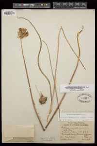 Dichelostemma capitatum image