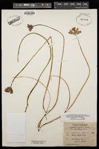 Dichelostemma capitatum image