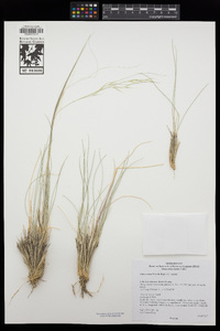 Hesperostipa comata subsp. comata image