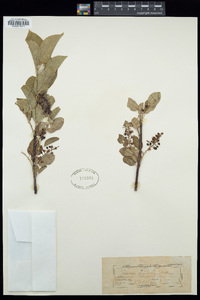 Prunus demissa image