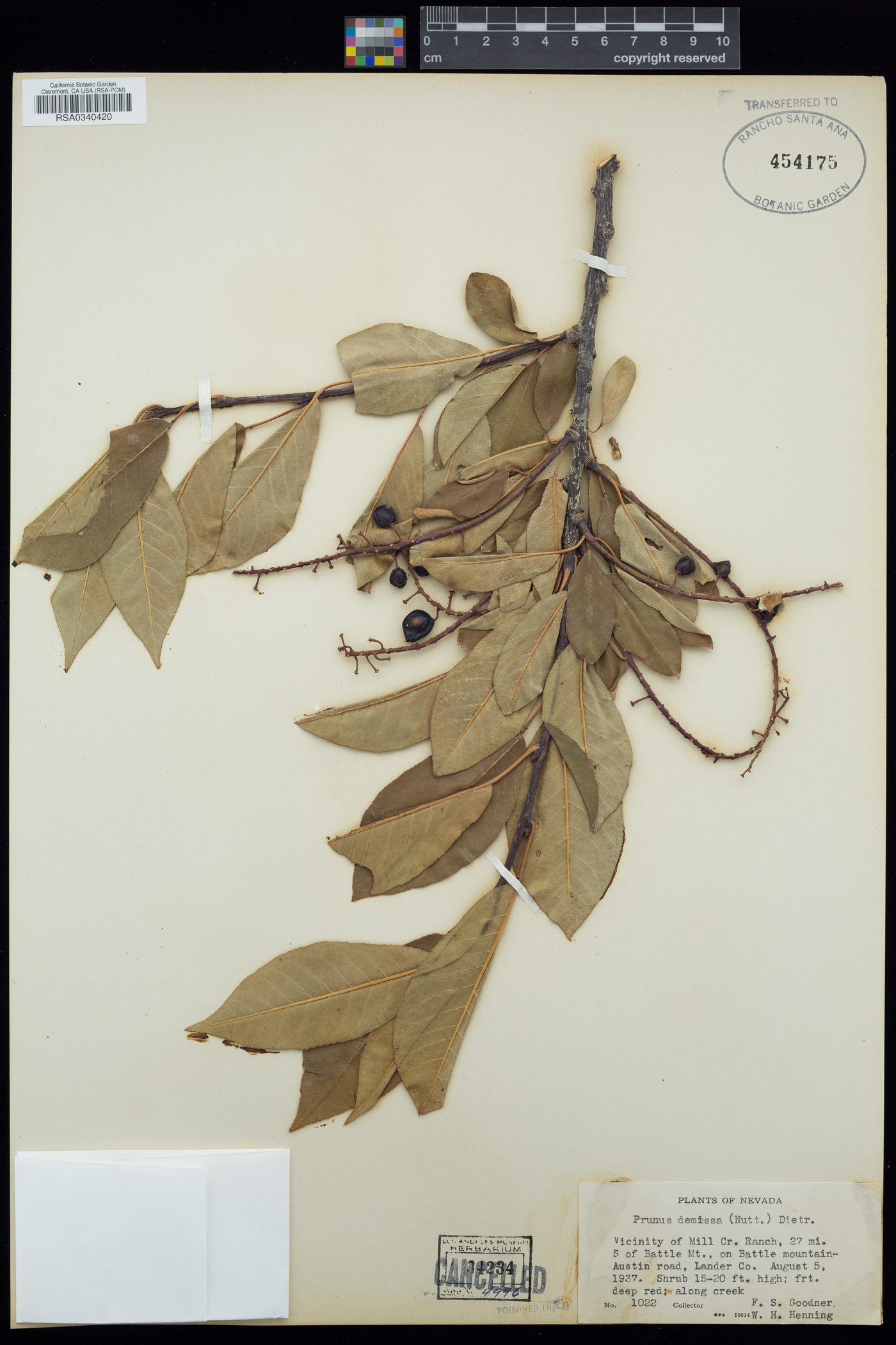 Prunus demissa image