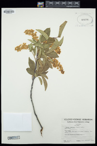 Prunus demissa image