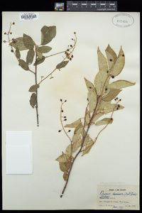 Prunus virginiana var. demissa image