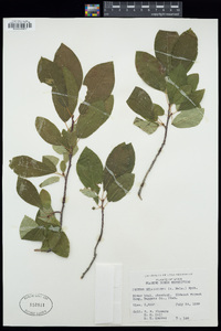 Prunus virginiana var. melanocarpa image