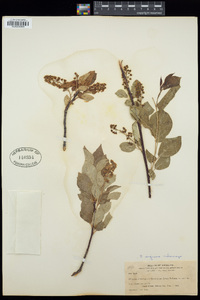 Prunus virginiana var. melanocarpa image