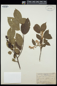 Prunus virginiana image