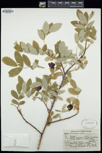 Rosa acicularis image