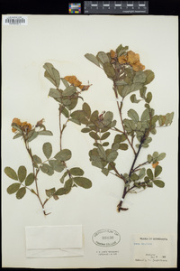 Rosa gallica image