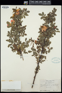 Rosa virginiana image