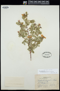 Rosa woodsii var. puberulenta image