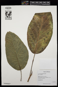 Ficus isophlebia image