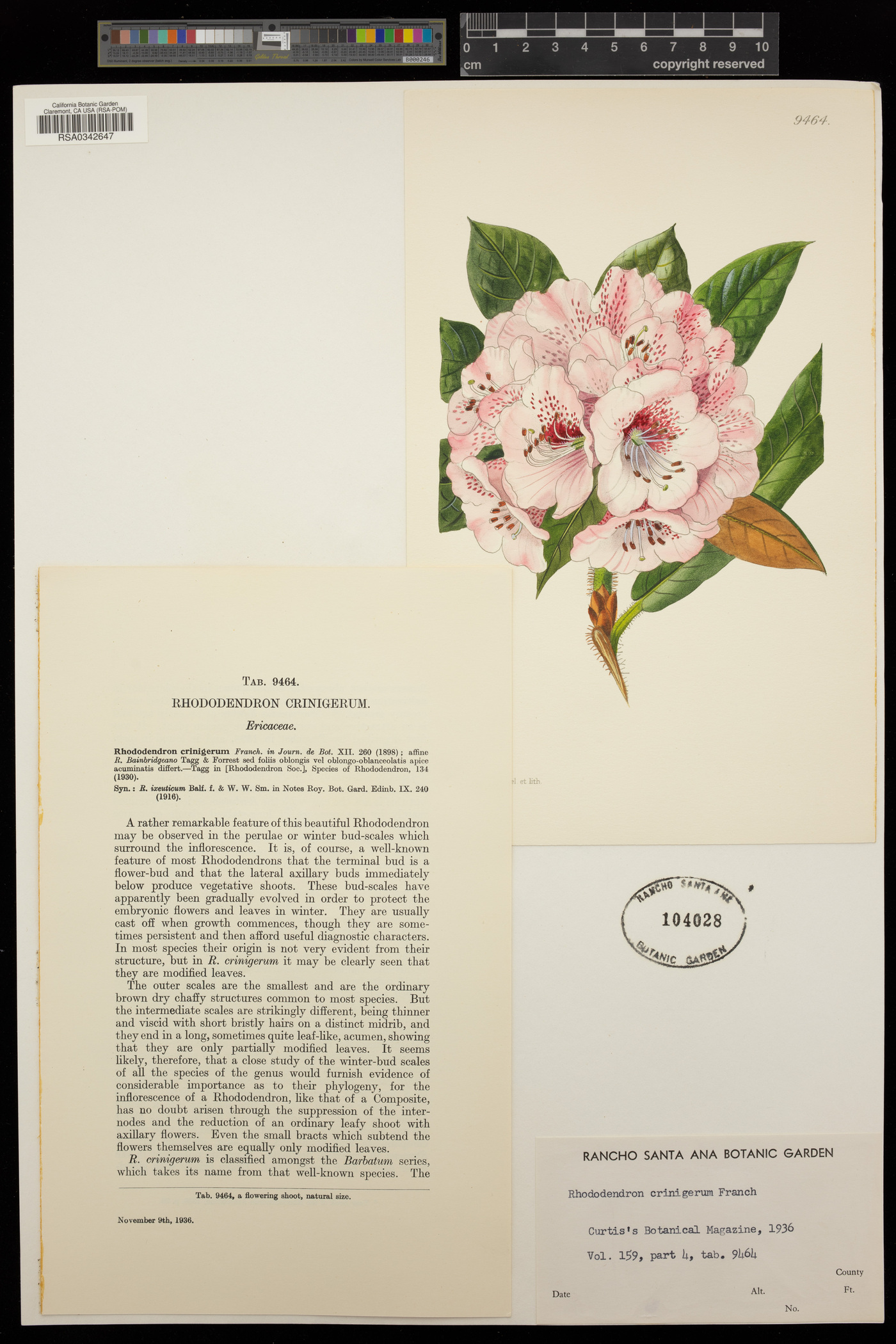 Rhododendron crinigerum image