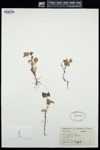 Image of Rubus acaulis