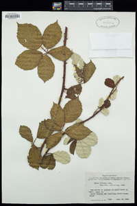 Rubus armeniacus image