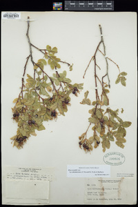 Rosa woodsii var. ultramontana image