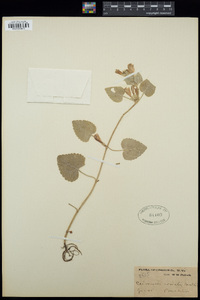 Cedronella cordata image