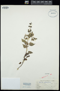 Melissa officinalis image