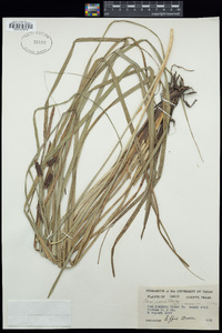 Carex joorii image