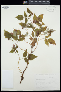 Rubus strigosus image