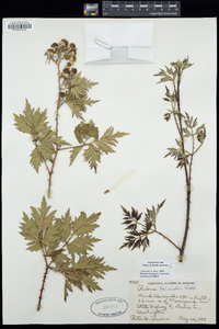 Rubus laciniatus image