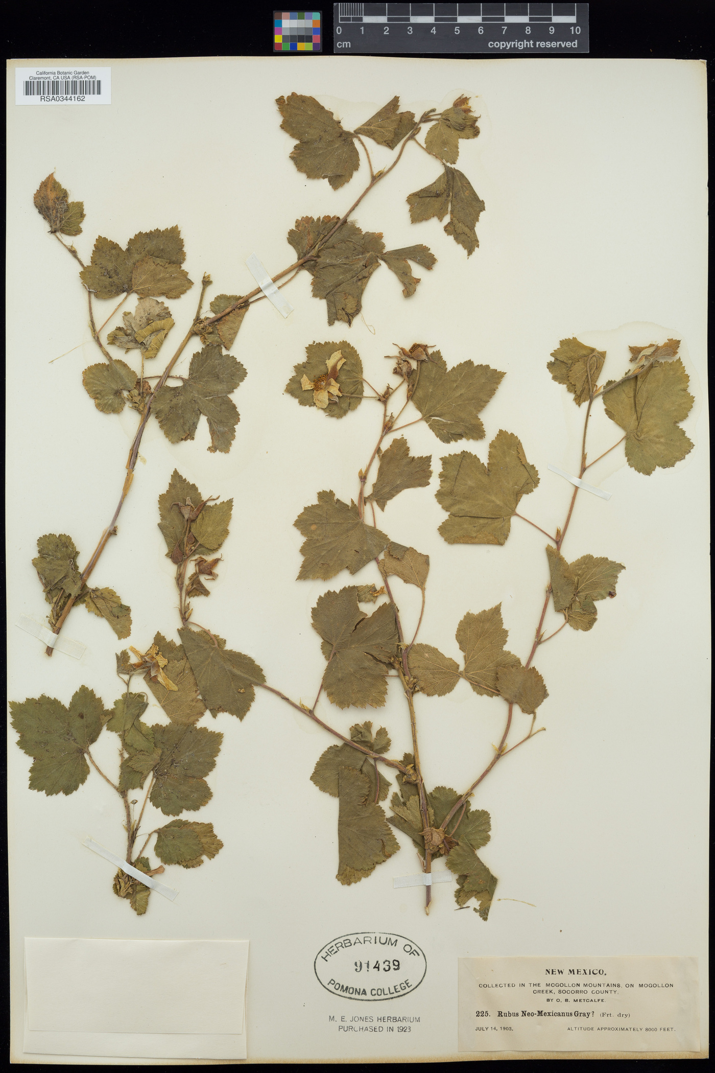 Rubus neomexicanus image