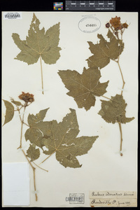 Rubus odoratus image