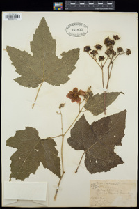 Rubus odoratus image