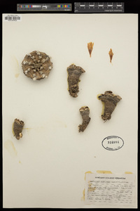 Lophophora williamsii image