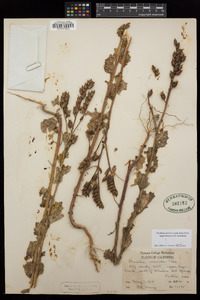 Phacelia viscida image